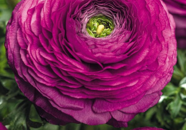 Ranunculus Purple Art