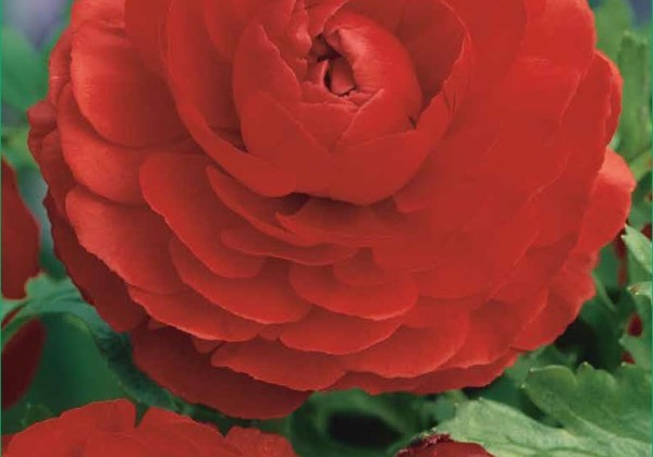 Ranunculus asiaticus Red 6/7
