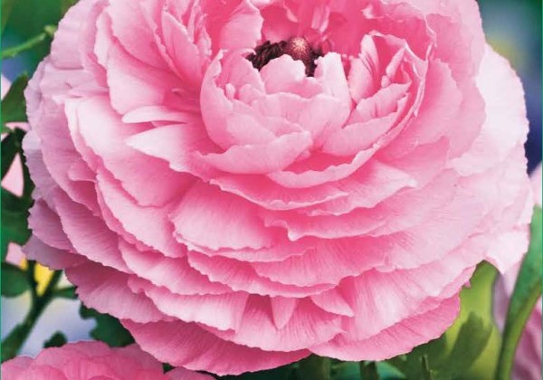 Ranunculus asiaticus Pink 6/7