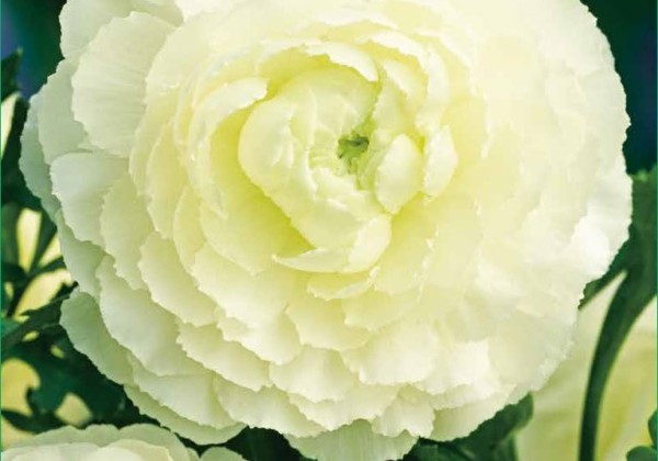 Ranunculus asiaticus White 6/7