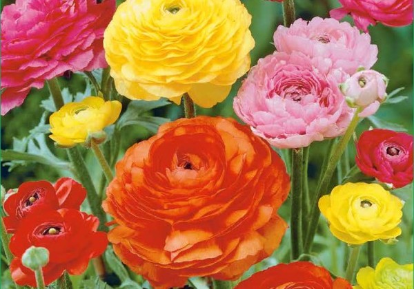 Ranunculus asiaticus Mix 6/7