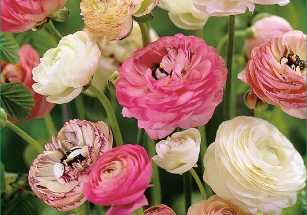 Ranunculus asiaticus Pastel Mix 6/7