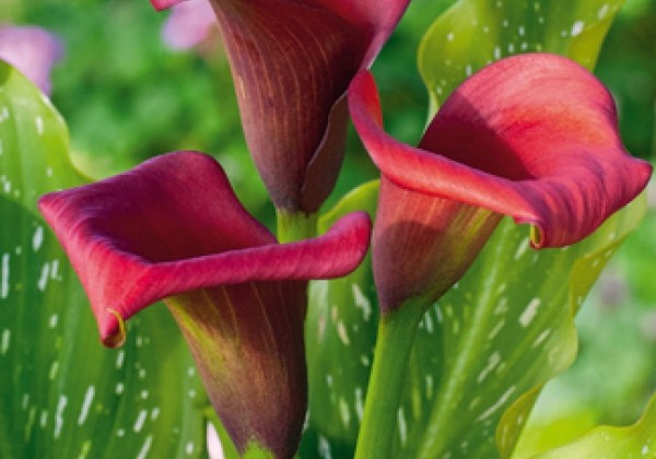 Zantedeschia aethiopica Callafornia Red 14/16