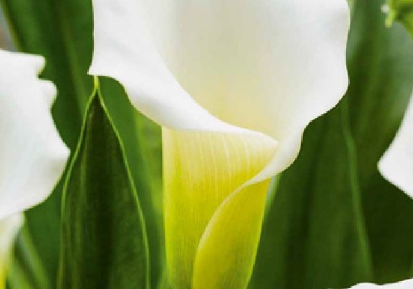 Zantedeschia aethiopica Crystal Clear 14/16