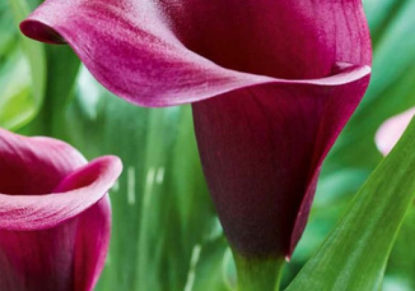 Zantedeschia aethiopica Durban 14/16