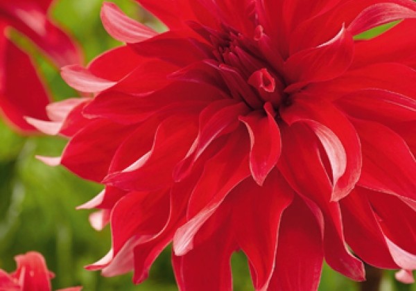 Dahlia hortensis Red Labyrinth