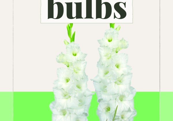Gladiolus Essential (BIO) 10/12
