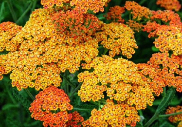 Achillea Terracotta