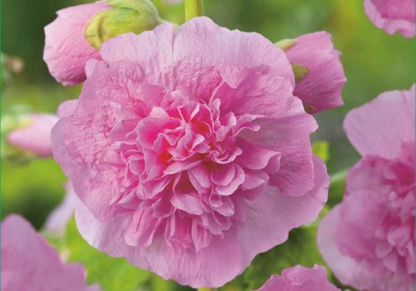 Alcea rosea Chater's Double Pink