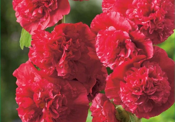 Alcea rosea Chater's Double Red
