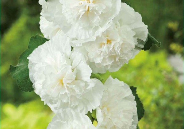 Alcea rosea Chater's Double White