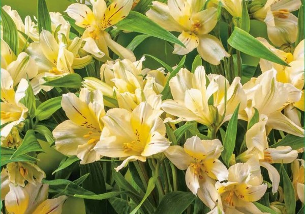 Alstroemeria lutea