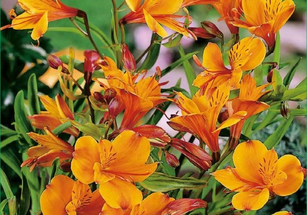 Alstroemeria aurea Orange King