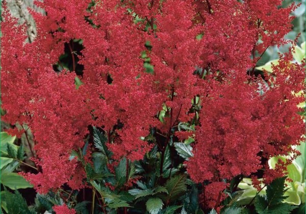 Astilbe arendsii  Spinell 2/3
