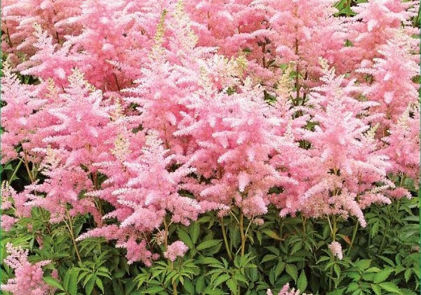 Astilbe japonica  Peach Blossom 2/3