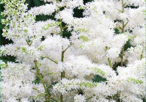 Astilbe japonica  Washington 2/3