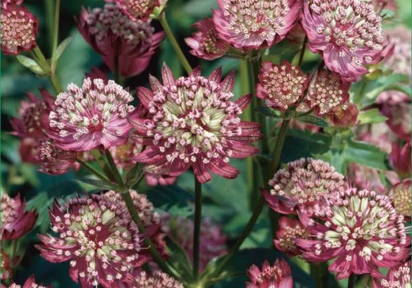 Astrantia major  Rubra