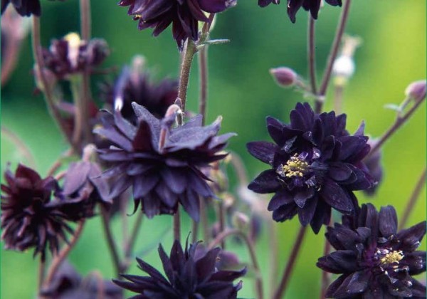 Aquilegia Black Barlow
