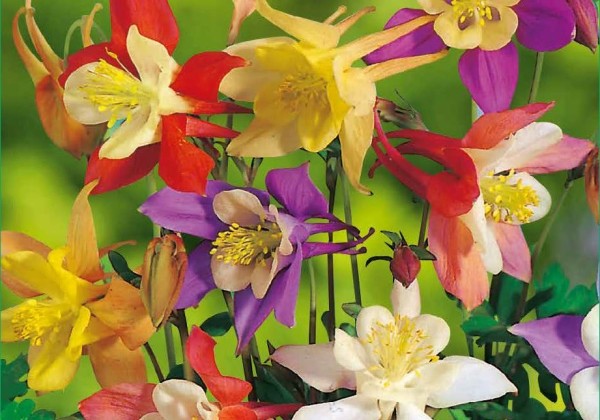 Aquilegia Mix