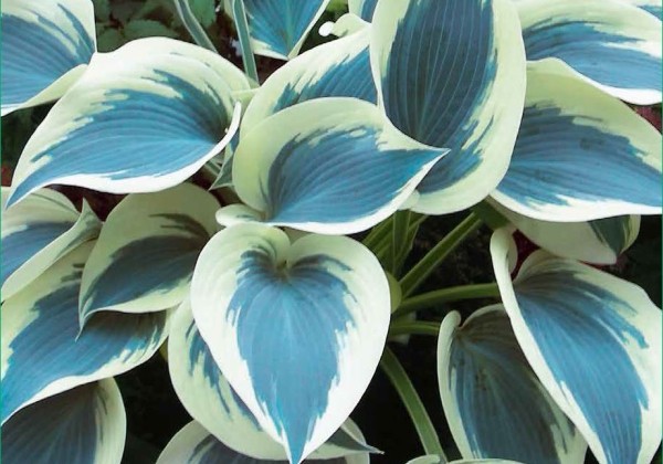 Hosta Blue Ivory