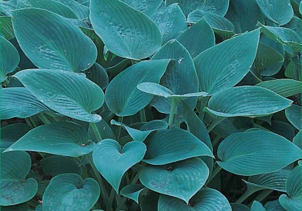 Hosta Halcyon