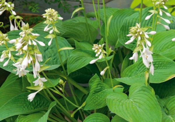 Hosta T-Rex