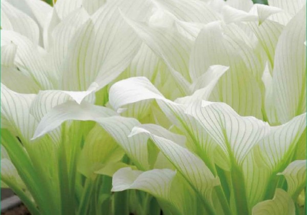 Hosta White Feather