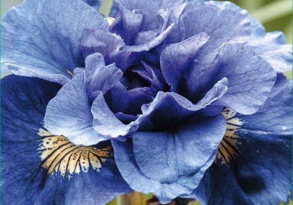 Iris sibirica  Concord Crush