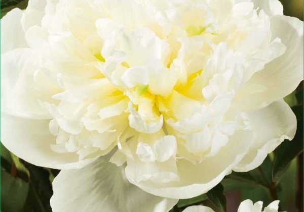 Paeonia lactiflora Duchesse De Nemours 2/3