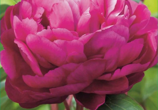 Paeonia lactiflora Karl Rosenfield 2/3
