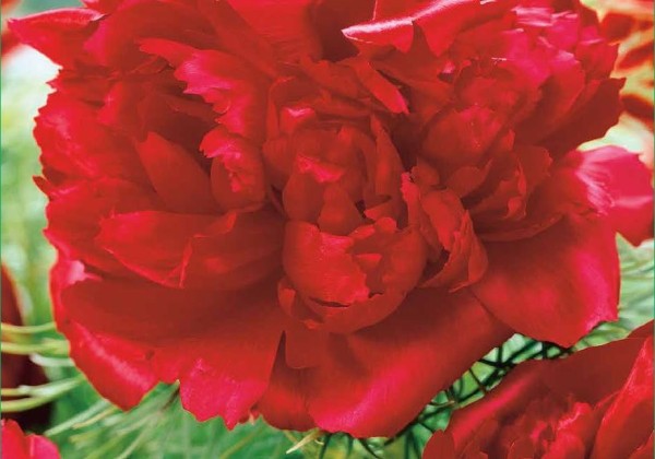 Paeonia lactiflora Red Magic 2/3