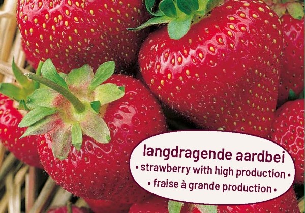 Fragaria ananassa Elsanta