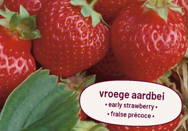 Fragaria ananassa Honeoye
