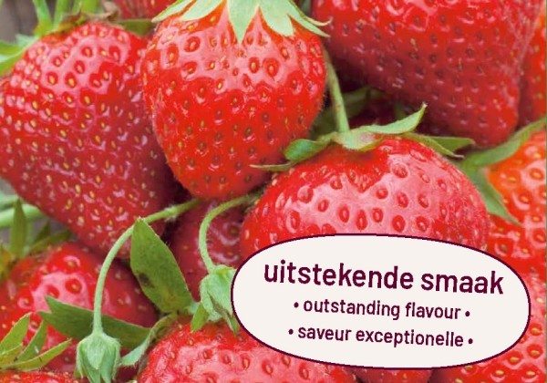 Fragaria ananassa Korona