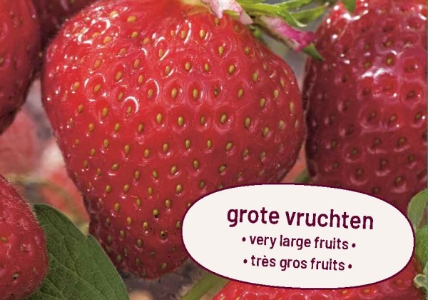 Fragaria ananassa Maxim
