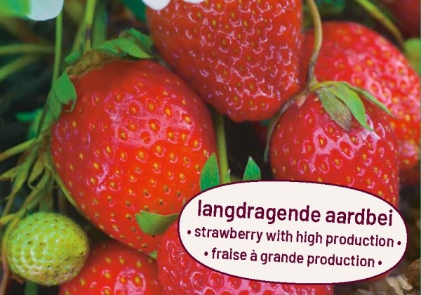 Fragaria ananassa Ostara