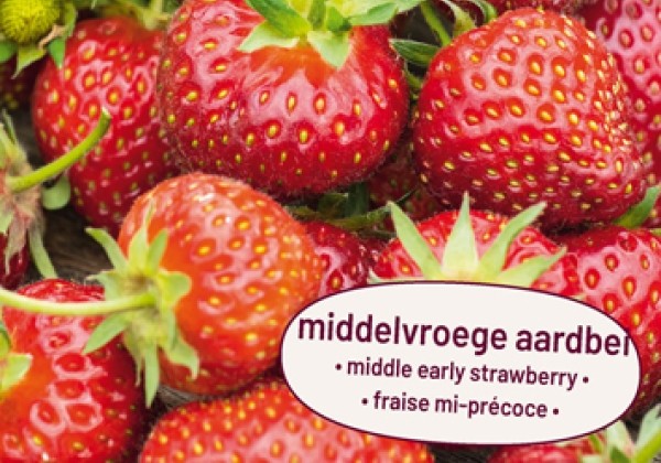 Fragaria ananassa Senga Sengana