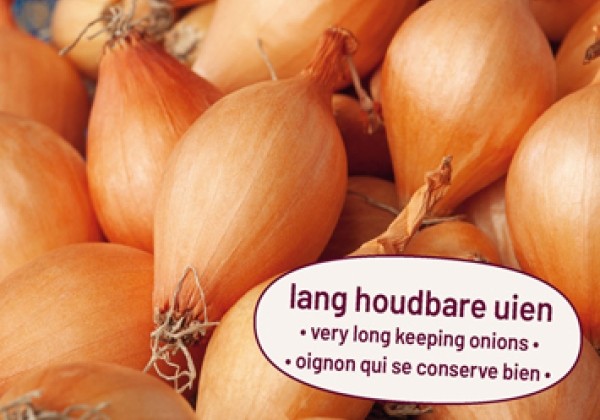 Allium cepa Sturon 250 Gr