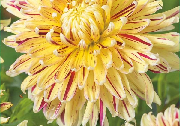 Dahlia hortensis Cambridge (XXL)