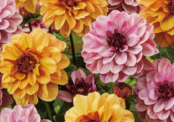 Dahlia hortensis Sweet & Honey (XXL)