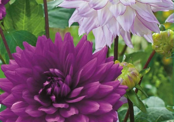 Dahlia hortensis Pink Purple Touch (XXL)