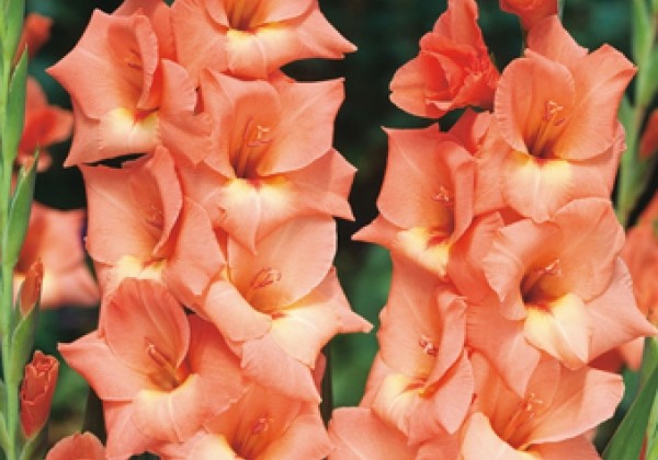 Gladiolus Orange 12/14 (XXL)