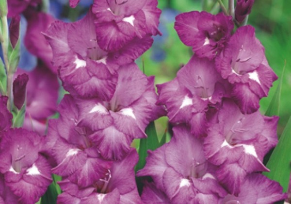 Gladiolus Purple 12/14 (XXL)