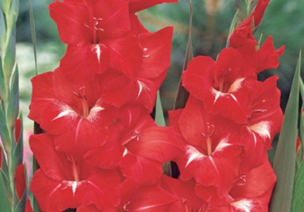 Gladiolus Red 12/14 (XXL)