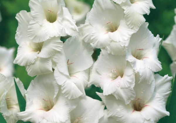 Gladiolus White 12/14 (XXL)