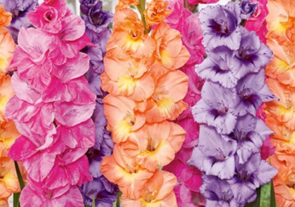 Gladiolus Viva La Vida 12/14 (XXL)