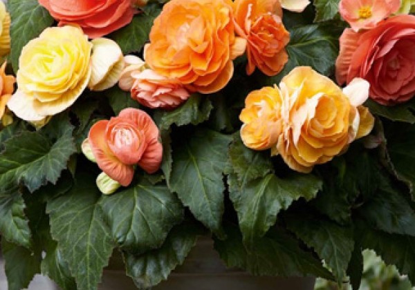 Begonia  Pastel Compacta Mix 5/6 (XXL)