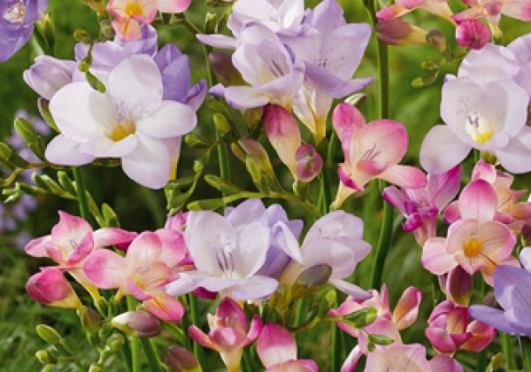 Freesia Pastel Mix 5/+