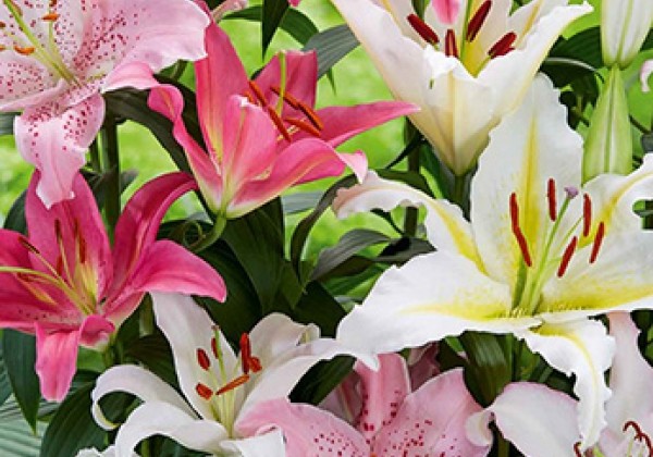 Lilium OR Oriental Pastel Mix (XXL)