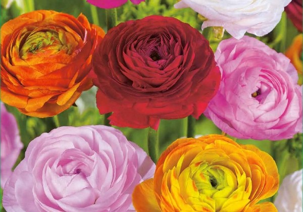 Ranunculus asiaticus Mix 5/6